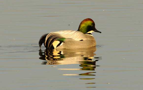 Falcated Duck at first light