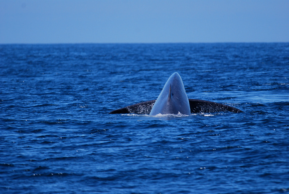 blue whale about to fluke #2