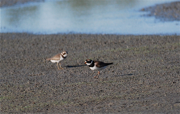 Common Ringed plover (Charadris hiaticula) with Semipalmated Plover