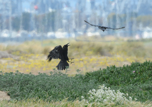 Crow attacks Raven