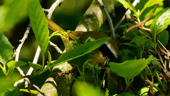 yellowthroat eating insects