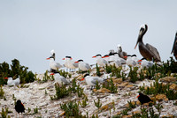 Terns Oystercatchers, Pelicans