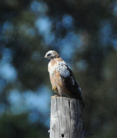 Red-tail Hawk- partially leucistic