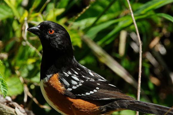 Spotted Towhee-male