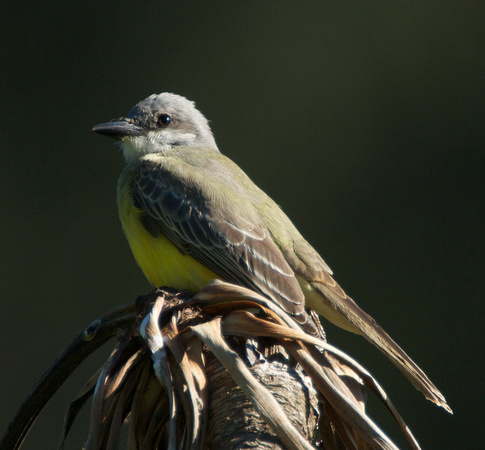 Tropical Kingbird  (Tyrannus melancholicus) hatch year bird
