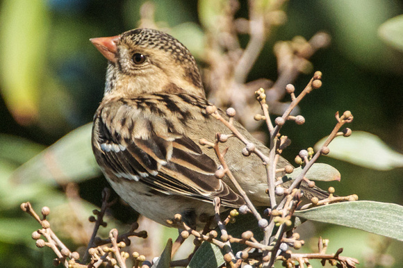 Harris's Sparrow (Zonotrichia querula) immature