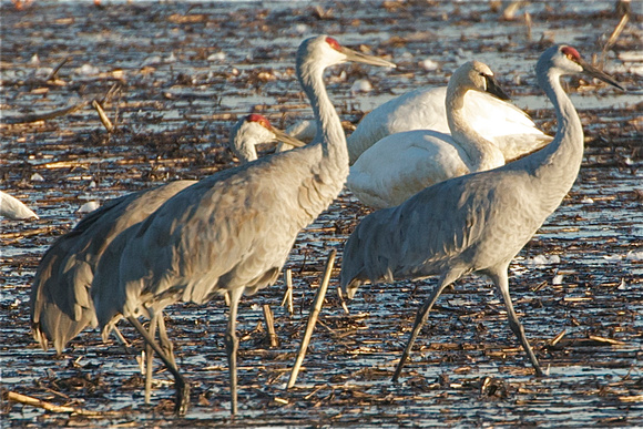 Sandhill Cranes and Tundra Swan