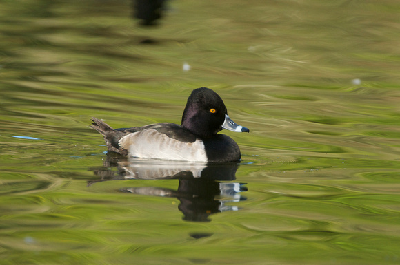 Ring-necked Duck-male