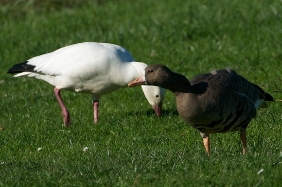 Ross's Goose and White-fronted Goose