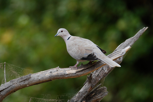 Eurasian Collared Dove, invasive species