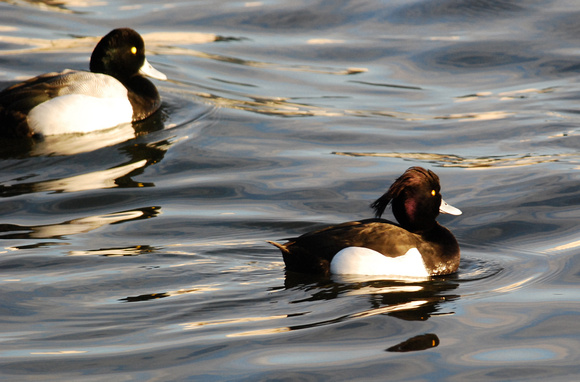 Tufted Duck, Aythya fuligula- male, with male Greater Scaup A. marila