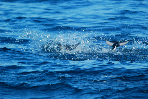 flukes of right whale dolphins