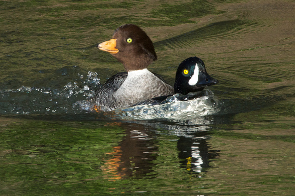 Barrow's Goldeneyes displaying, courting  female rides up male