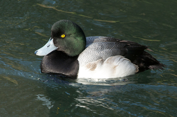 Greater Scaup - drake