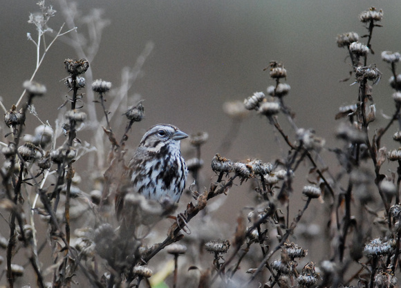 The Suisun Bay Song Sparrow subspecies "maxillarius"