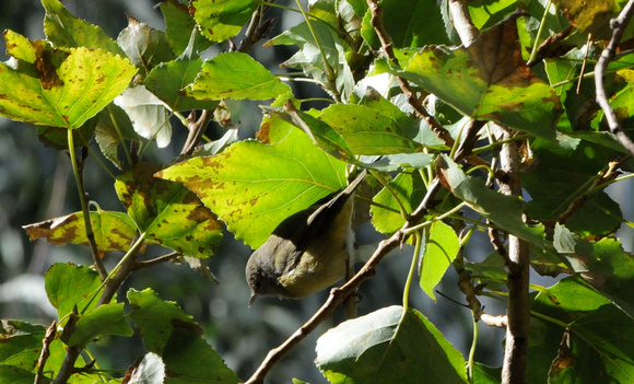 orange-crowned warbler