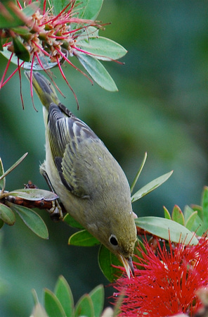 Yellow Warbler- hatch-year bird