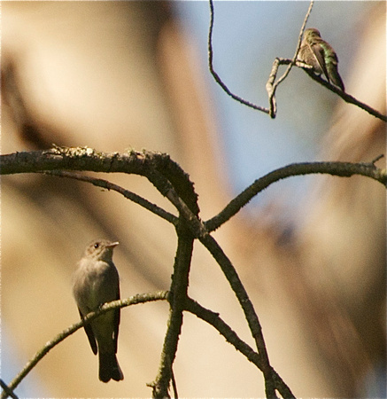 Western Wood Pewee and Anna's Hummingbird