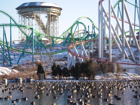 Dorney Park and Geese