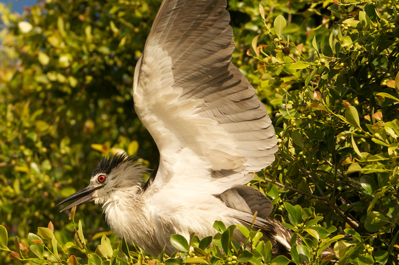 Black-crowned Night-heron taking off