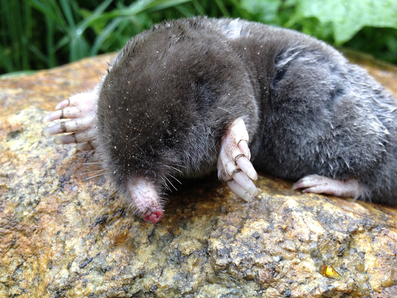 Broad-footed Mole (Scapanus latimanus)