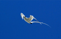 White-tailed Tropicbird