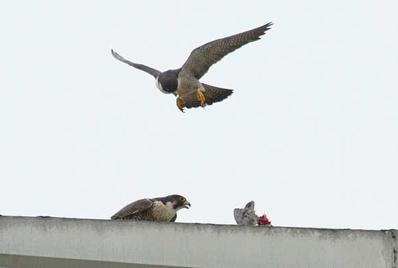 Peregrine falcon landing on fruitvale bridge