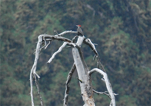 Pileated Woodpecker in tall Sequoia