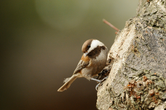Chestnut-backed Chickadee nest prospecting
