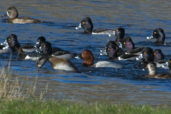 Common Pochard w/ Ring-necked Ducks