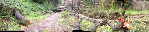 devastation of fallen oaks in the last month.