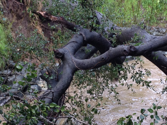 Dimond Park oak fall