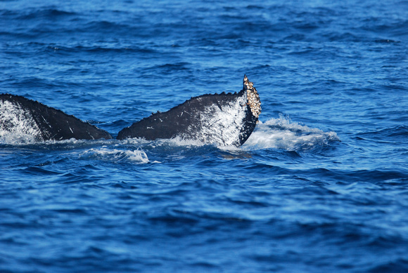 humpback whale fluking - white pattern