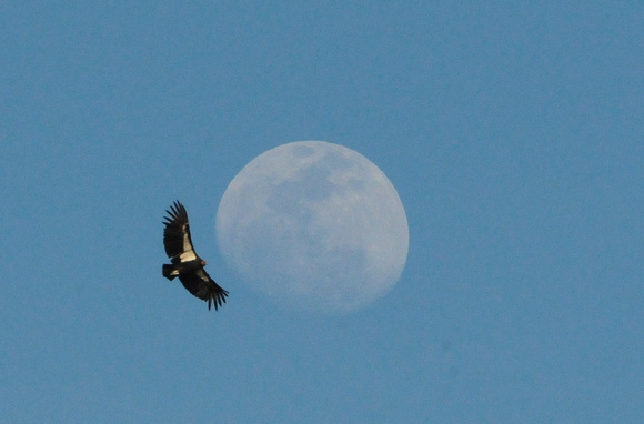 Condor flies to the moon