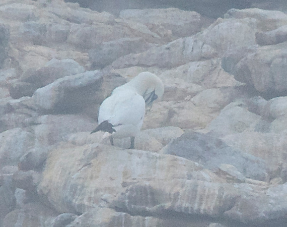 Northern Gannet-only 1 in the Pacific