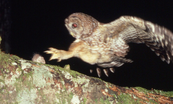 Spotted Owl and mouse