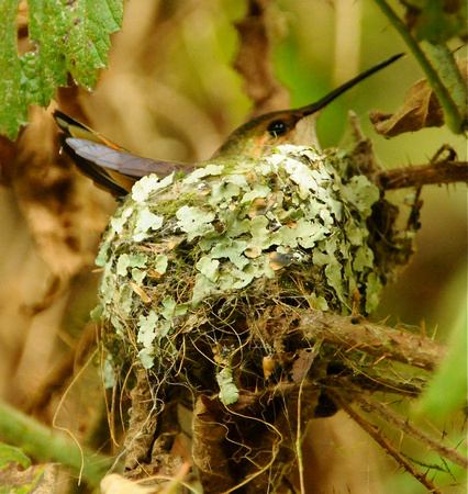 Allen's Hummingbird- female on nest