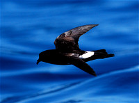 New Zealand Storm-petrel in flight
