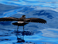 White-faced Storm-petrel walks on water looking for food