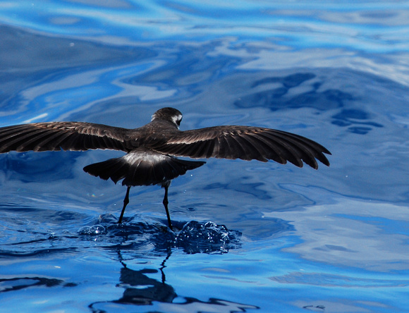White-faced Storm-petrel walks on water looking for food