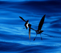 New Zealand Storm-Petrels (Pealeornis maoriana), dancing in flight