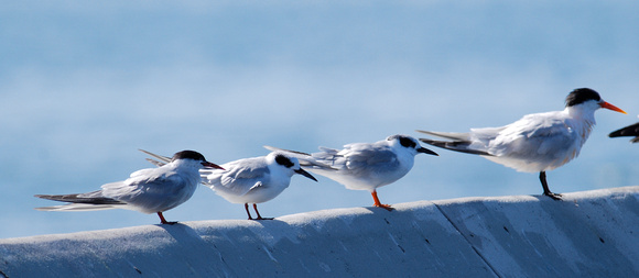 Common, Forster's and Elegant terns