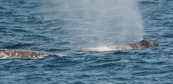 Gray Whale rostrum