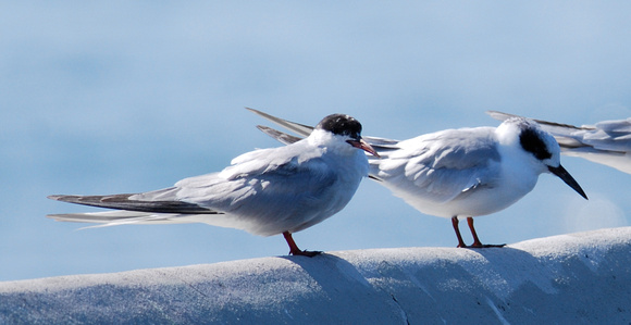 common and Forster's terns