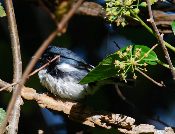 Black-throated Blue Warbler-SF