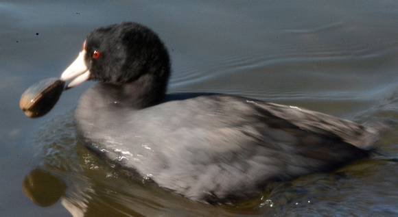 Coot with clam clamped on its bill