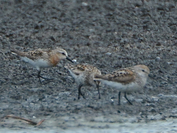 Red-necked Stint w/ Western Sandpipers