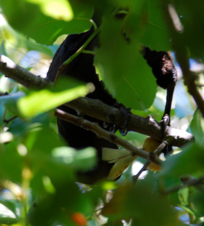 Crested Oropendola eating a fig