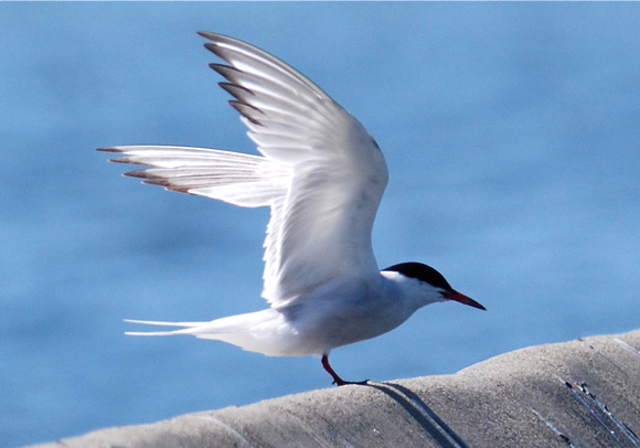 Common Tern (Sterna hirudo)