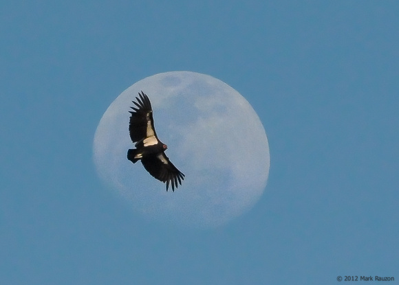 California Condor passover the easter moon-Big Sur 4/3/12